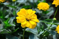 森林公园小花美丽绽放