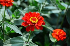 森林公园小花美丽绽放