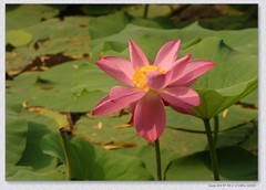 荷花【丙午年-227】