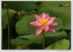 荷花【丙午年-227】