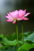 荷花 (19)