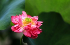 荷花 (19)