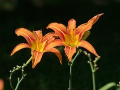 2026142 萱草花