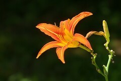 2026142 萱草花