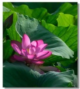 荷花（十六）