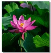 荷花（十六）