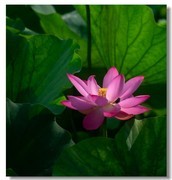 荷花（十六）