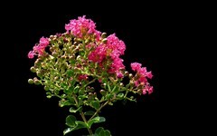 [26314] 公园的紫微花
