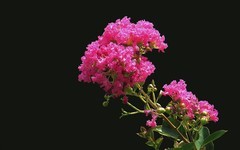 [26314] 公园的紫微花