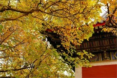 2025年第0765贴-海淀万寿寺秋纪实拍（1107）