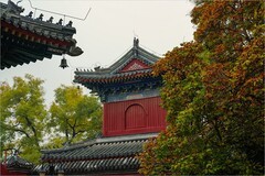 2025年第0765贴-海淀万寿寺秋纪实拍（1107）