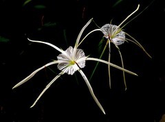 1336【不老松：纪实摄影】《异国风情录》三国演义：新加坡、马來西亚、泰国游记！看见