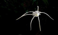 1336【不老松：纪实摄影】《异国风情录》三国演义：新加坡、马來西亚、泰国游记！看见