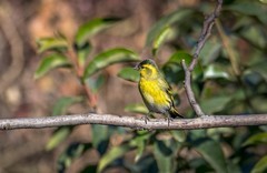 小黄雀（四十五）