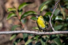 小黄雀（四十五）