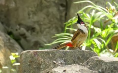 [26012] 晓港公园的红耳鹎