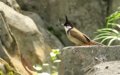 [26012] 晓港公园的红耳鹎