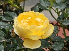 拍摄花卉一（993）