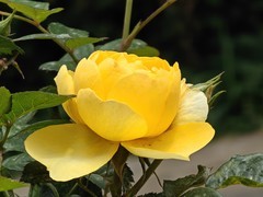 拍摄花卉一（993）