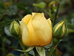 拍摄花卉一（993）