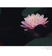 睡莲