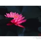 睡莲