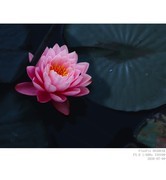 睡莲