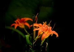 萱草花（5）