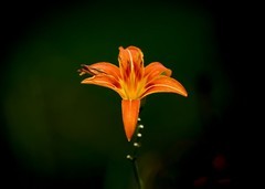 萱草花（5）