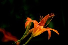 萱草花（5）