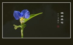 蓝蓝的小野花鸭跖草花