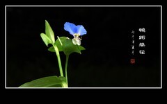 蓝蓝的小野花鸭跖草花