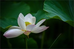2026年第0462贴 -又是一年荷花开（0709）