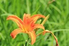 拍摄花卉一（1268）