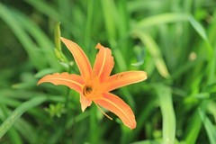 拍摄花卉一（1268）