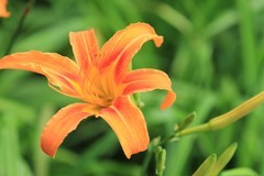 拍摄花卉一（1268）