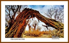 塔里木胡杨林美色景观—2023西行游记（新疆239）巴州轮台县