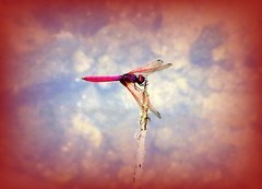 023【不老松：二游海南记实】临高长島兰湾的红蜻蜓！