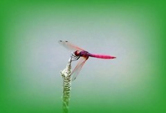 023【不老松：二游海南记实】临高长島兰湾的红蜻蜓！