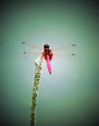 023【不老松：二游海南记实】临高长島兰湾的红蜻蜓！