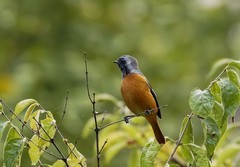 北红尾鸲（12）