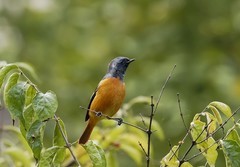 北红尾鸲（12）