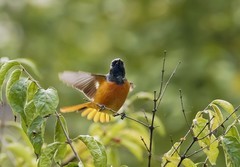 北红尾鸲（12）