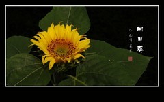 葵花朵朵向阳开