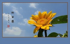 葵花朵朵向阳开