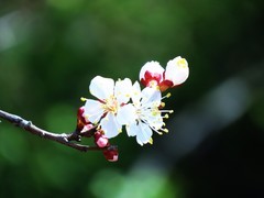 骑行路上偶遇桃花绽放