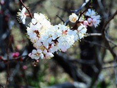 骑行路上偶遇桃花绽放