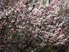 骑行路上偶遇桃花绽放