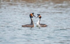 凤头僻鹈（二十九）