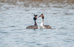 凤头僻鹈（二十九）